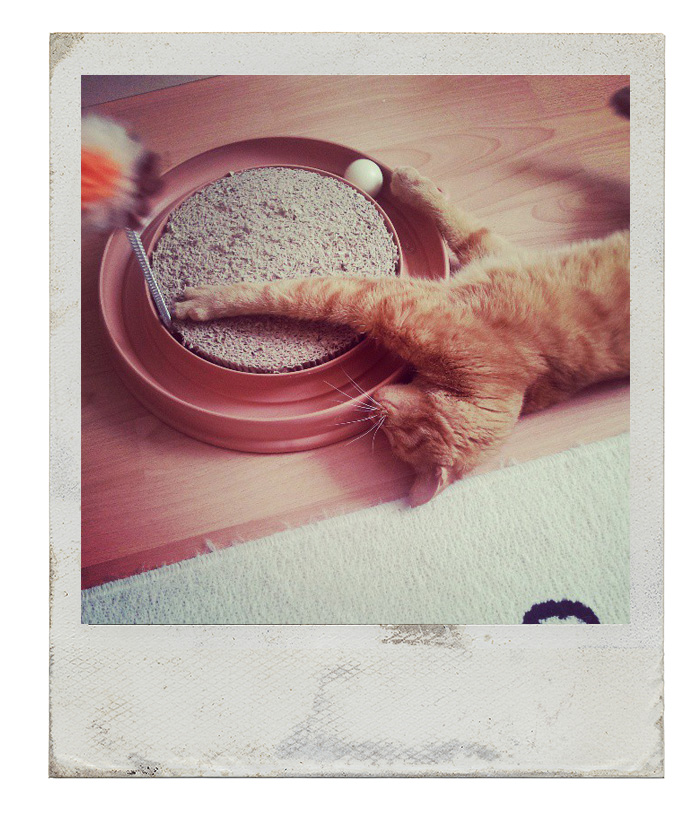 Kleidermaedchen-sonntagsbrunch-Lillie-the-cat-Katzendrehteller