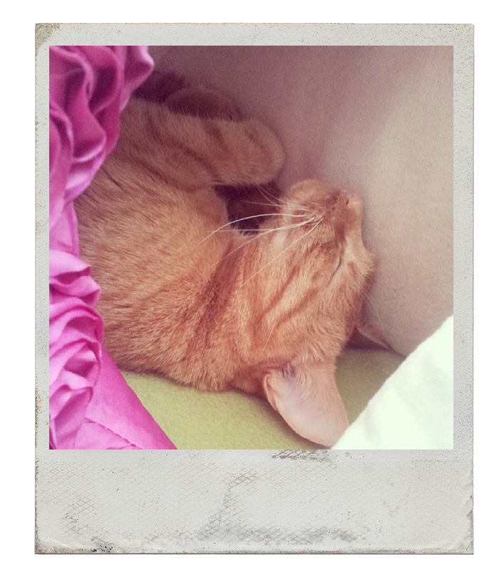 Kleidermaedchen-sonntagsbrunch-lillie-the-cat-sleeping