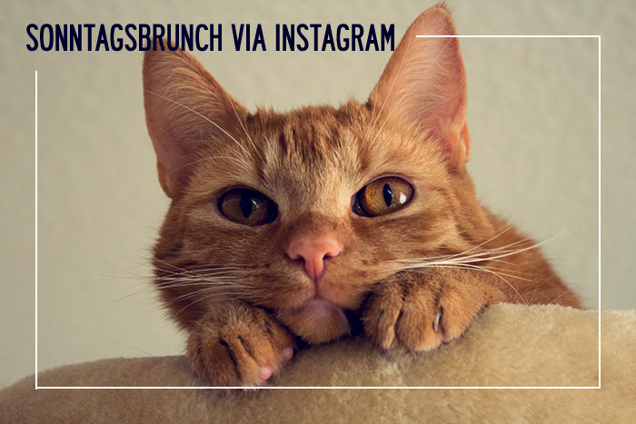Sonntagsbrunch-via-instagram-kleidermaedchen-lillie-the-cat