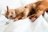 Kleidermädchen erzählt 7 Fakten über ihre Katze Lillie und gratuliert gleichzeitig zum Liebe dein Haustier-Tag!