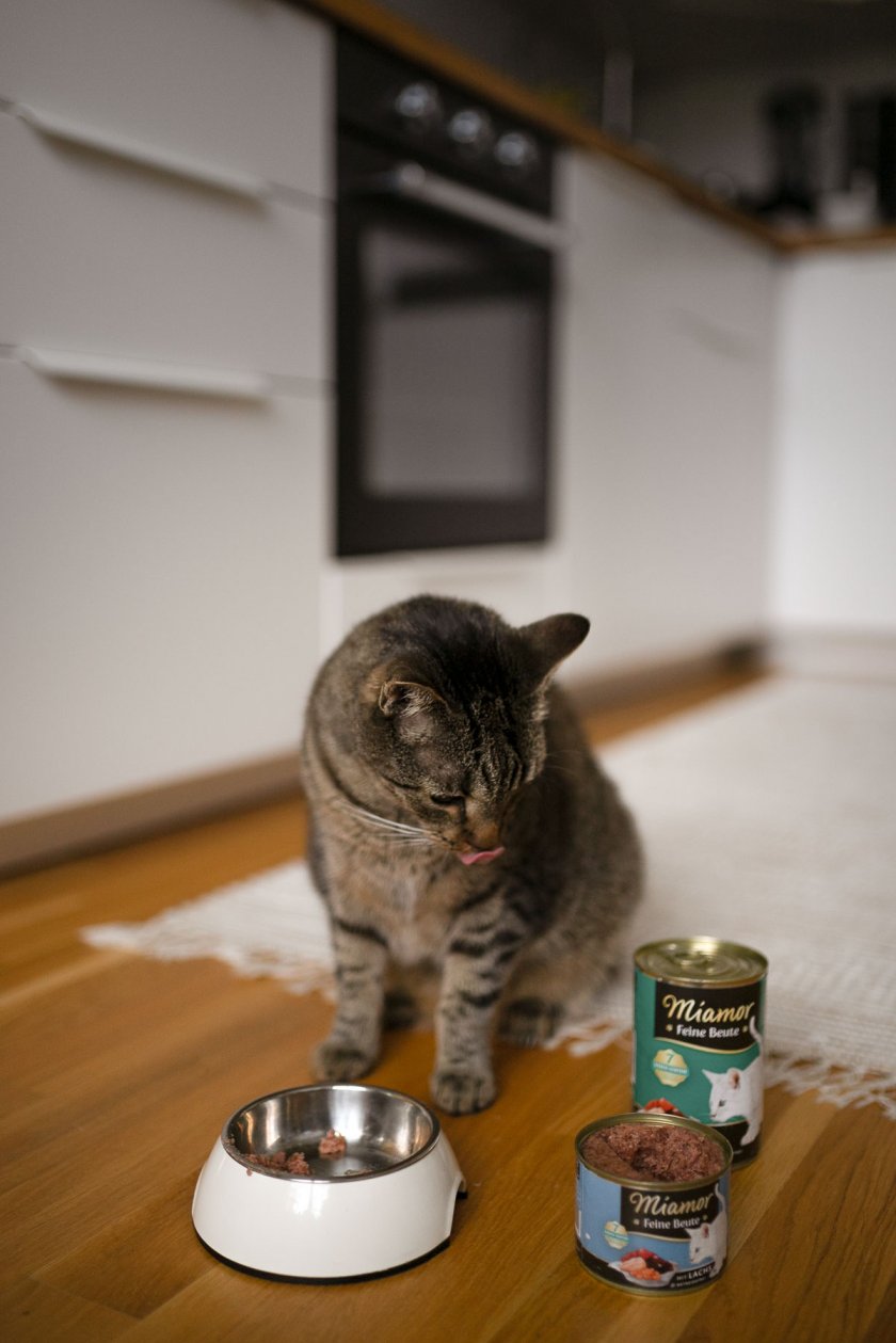 Auf dem Katzenblog testen Lillie und Lenny die sieben Sorten von Miamor Feine Beute. Mehr zum Katzenfutter-Test auf dem Lifestyleblog. | www.kleidermaedchen.de