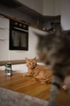 Auf dem Katzenblog testen Lillie und Lenny die sieben Sorten von Miamor Feine Beute. Mehr zum Katzenfutter-Test auf dem Lifestyleblog. | www.kleidermaedchen.de